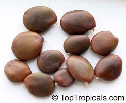 Image result for Baphia massaiensis