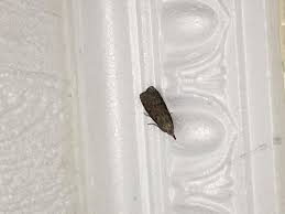 Woher Kommen Motten Und Was Machen Dagegen Wohnung Insekten