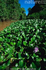 Image result for Pontederiaceae