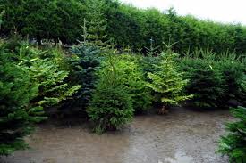7 Places To Buy Real Christmas Trees In Bolton And How To Keep Them Looking Fantastic All Festive Season The Bolton News