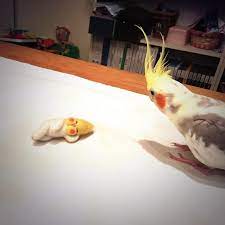 ロワ on twitter sweet animals animals cockatiel