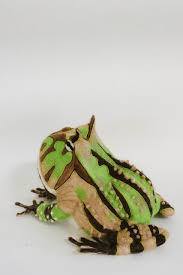 South American Horned Frog Pacman Frog Ceratophrys Ornata Needle Felted Toy Handmade Needle Felting Felted Toys Felt Animals Pacman Frog Frog Terrarium