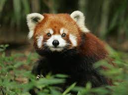 Love Me 3 Red Panda Panda Wallpapers Red Panda Images