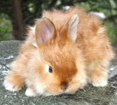 gorgeous strawberry blonde bunnie angora bunny rabbit pictures rabbit