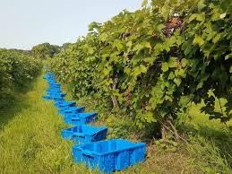 Tour michigan's many wineries and vineyards and you'll quickly agree with those who describe wine as not simply a drink, but as an experience. Michigan Grape Scouting Report Sept 16 2020 Grapes