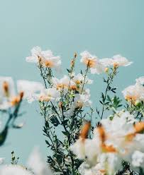 We did not find results for: White Flowers Love Spring Flower Aesthetic Aesthetic Backgrounds Nature Photography