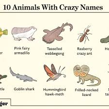 Alphabet refers to the letters of a language, arranged in the order fixed by custom. 20 Animals With Ridiculously Funny Names