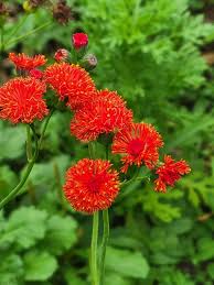 Image result for Emilia coccinea