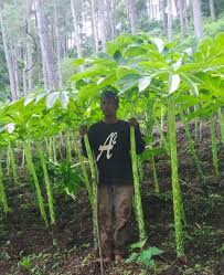 Namun yang paling bagus pada daerah yang. Budidaya Tanaman Porang Sangat Menjanjikan Desa Karangbanyu