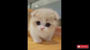 Masih kecil saja sudah imut banget, bagaimana nanti besarnya, pasti banyak yang naksir, hehehe. Video Anak Kucing Lucu Dan Imut Banget