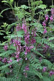 Image result for Indigofera emarginella