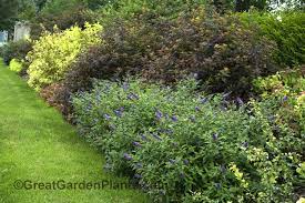 Unpruned, this photinia may reach both a height and girth of 15 feet. Shrub Border Shrubs Garden Shrubs Evergreen Shrubs