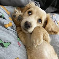 Pin On Puppy Porn
