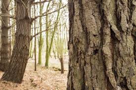Image result for tree bark