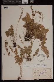 Image result for Anemia angolensis