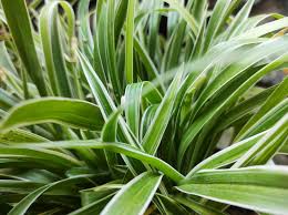 Image result for Chlorophytum lancifolium