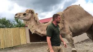 Use custom templates to tell the right story for your business. Animal Adventures With Jordan Dromedary Camels Youtube