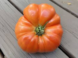 Big Gizmo Tomato
