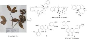 Image result for Sphaerocoryne gracilis