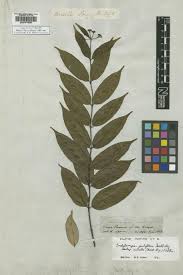 Image result for Ancylobothrys amoena