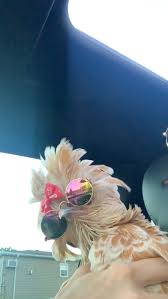 Happy 4th hatch day MARGE 💖. You are a precious treasure in my life. I  love you so much. Please wish Marge a happy hatch day. Thank you for loving  Marge and