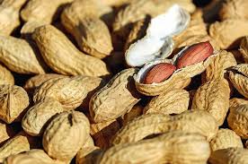 Hasil gambar untuk kacang tanah