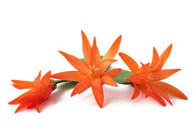 All are making flower buds and i'm glad to have some of both kinds of leaves. Types Of Christmas Cactus Plants Varieties And Colors