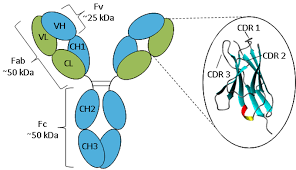 Antibody Structure Absolute Antibody We create work that combines design and storytelling in new and unusual ways.
