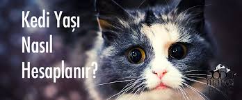 Kedi Yasi Nasil Hesaplanir