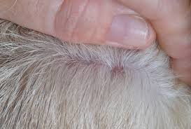 Image result for what do lice look like in dog fur