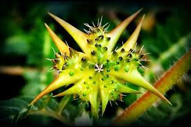 Trà Bạch Tật Lê