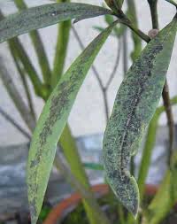 The question i get most is will it kill my plant?. What Is Sooty Mold And How Is It Connected To Honeydew 7 Tips