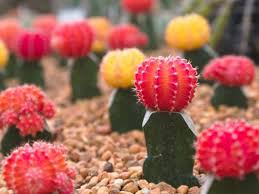 Whether you're a gardening sensei or this is your first time to hold a shovel, there's nothing. Rare Cactus Plants Sweet Threat For Collectors Unusualseeds