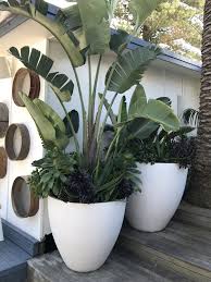 Maintaining Tropical Indoor Plants Is Not Always Easy It Is Often Helpful To Study The Care Inst In 2020 Potted Plants Outdoor Large Garden Pots Large Garden Planters