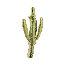 Cactus Png Landscape Sketch Architecture Collage Botanical Drawings