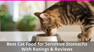 Our 4 top rated dry cat food for sensitive stomach reasons why your cat has a sensitive stomach Best Cat Food For Sensitive Stomachs Wet And Dry Brand Reviews