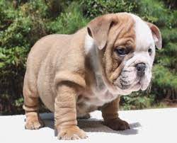 Nineteen month old akc english bulldog. English Bulldog Puppies For Sale In Ga English Bulldog Puppies