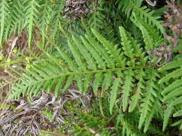 Image result for Pityrogramma