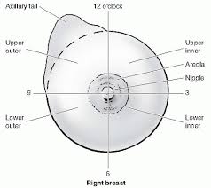 In addition, there are also suspensory cooper's ligaments and connective tissue such as collagen and elastin. Breast Diseases Obgyn Key