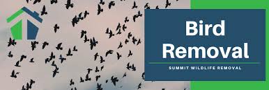 San diego bat removal | bird control. Bird Removal In Northern Virginia Summit Wildlife Removal