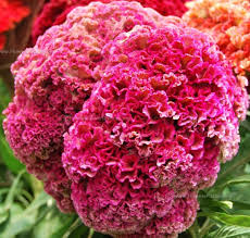 Image result for Celosia nervosa