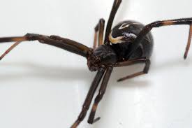 Black widow has a reputation in the comics for espionage and specializes in stealth, which is why white seems to be the peculiar colour for her. File Latrodectus Hesperus Black Widow Spider Immature Female Jpg Wikimedia Commons