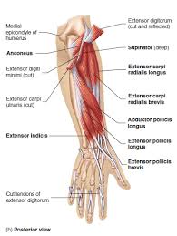Forearm tendonitis is inflammation of the tendons of the forearm. Forearm Tendons Anatomy Anatomy Drawing Diagram