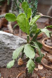 Image result for Brasiliopuntia