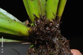 Image result for Loxogramme