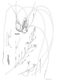 Image result for Drimia calcarata