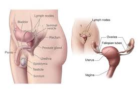 Find here online price details of companies selling scooter body parts. Human Body Parts Name List English To Tamil