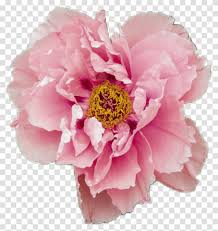 Find over 100+ of the best free aesthetic flowers images. Peony Aesthetic Flower Pink Pretty Tumblr Pastel Rose Aesthetic Flower Plant Blossom Carnation Petal Transparent Png Pngset Com