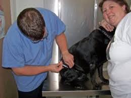 It consists of three shots at a cost of about $200 per shot ($600 total). Nys Mandatory Rabies Vaccination Suffolk Veterinary Group Animal Wellness Laser Surgery Center
