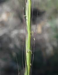 Image result for Enteropogon